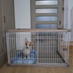 🐶おしゃれサークル・ゲージ🐶の画像