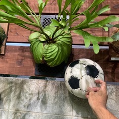 ビカクシダ　リドレイ の画像