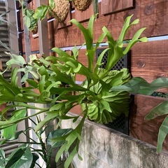 ビカクシダ　リドレイ の画像