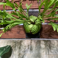 ビカクシダ　リドレイ の画像