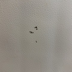 【けってい決定】SHARP 冷蔵庫  137L 一人暮らし向け 両開きドアの画像