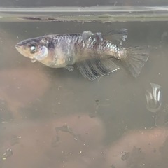メダカ
の画像