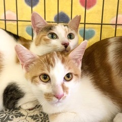 26、2日譲渡会　美猫親子🐾フレンチちゃんチュロくん１匹譲…