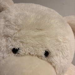 くま　ぬいぐるみ　コストコの画像