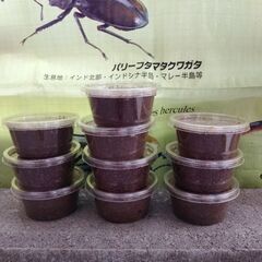 【取引中】セリコルニスノコギリクワガタ【幼虫10頭】！の画像