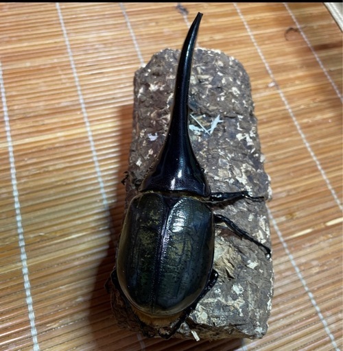DHヘラクレス ペア新成虫 ♂153㎜