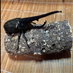 DHヘラクレス♂ 新成虫 153㎜の画像