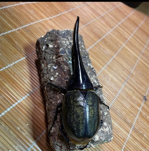 DHヘラクレス ペア新成虫 ♂153㎜