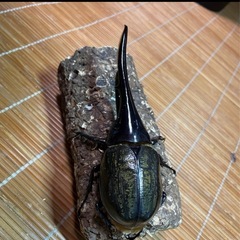 DHヘラクレス♂ 新成虫 153㎜の画像