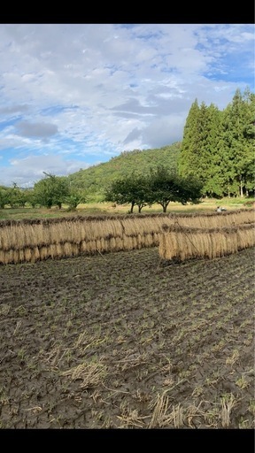 令和7年新米　もみ付き30kg　13,000円　風さやか　天日干し　はぜかけ