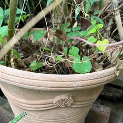 南天　鉢植えの画像