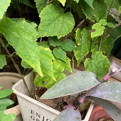 アブロチンチロリアンランプ　鉢植えの画像