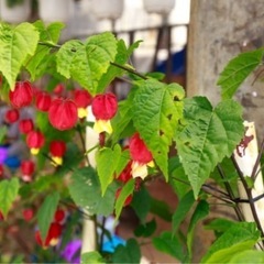 アブロチンチロリアンランプ　鉢植えの画像