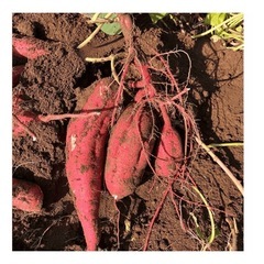 30茨城県行方市産　紅はるか　5キロ　土付きの画像