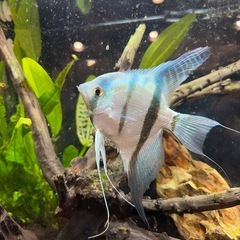 エンゼルフィッシュ　ねったい熱帯魚の画像