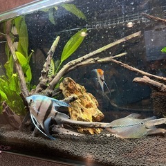 エンゼルフィッシュ　ねったい熱帯魚の画像