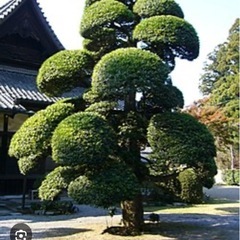 数名，初回限定ですが一本だけ軽剪定させてもらえませんか？