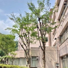 植木屋　優良店　水郷造園の画像