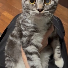 【里親募集中】スコティッシュストレート　男の子