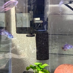 熱帯魚　
アピストグラマ　ボレリーオパールの画像