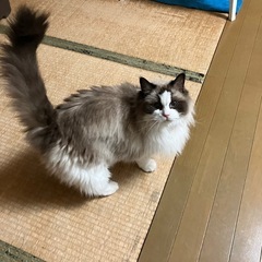 ラグドールの女の子