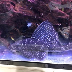 水槽　熱帯魚　プレコ　アクアリウム　大型魚　淡水魚　古代魚の画像