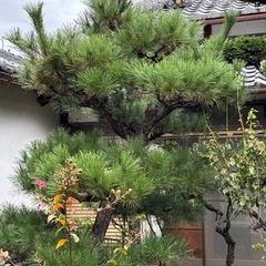 庭木、石、無料で持っていってもらえませんか？の画像