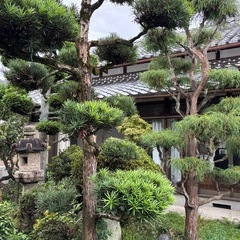 庭木、石、無料で持っていってもらえませんか？の画像