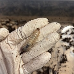 差し上げます　ハナムグリの幼虫　　の画像