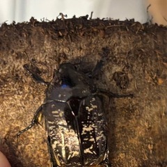 差し上げます　ハナムグリの幼虫　　の画像