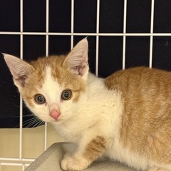 茶白の男の子里親募集