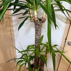 観葉植物 ユッカ（青年の木）🌿の画像
