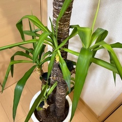 観葉植物 ユッカ（青年の木）🌿の画像