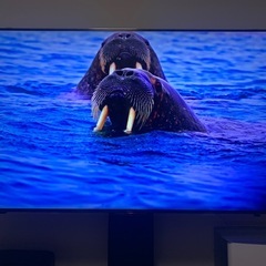 SONY ブラビア　65インチの画像