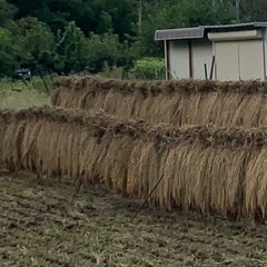 令和7年新米　もみ付き30kg　13,000円　風さやか　天日干し　はぜかけの画像