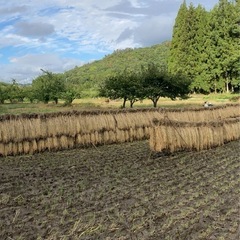 令和7年新米　もみ付き30kg　13,000円　風さやか　天日干し　はぜかけの画像