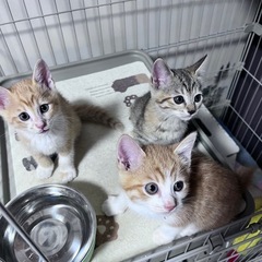 ★再度募集★子猫の里親さん - 猫