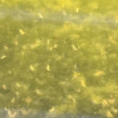 ミジンコ　大小100匹程度　500円　の画像