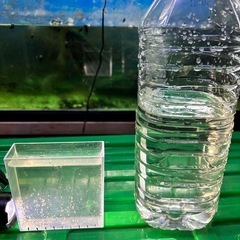 ミジンコ　大小100匹程度　500円　の画像