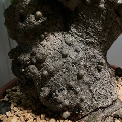 イボアコウ　盆栽　塊根の画像
