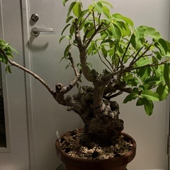 イボアコウ　盆栽　塊根の画像