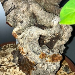 イボアコウ　盆栽　塊根の画像