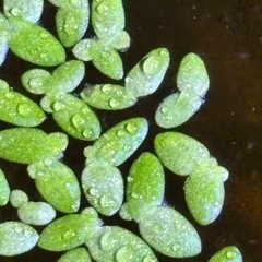 うき草　水草　お茶碗分ほど　200の画像