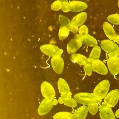 うき草　水草　お茶碗分ほど　200の画像
