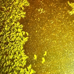 うき草　水草　お茶碗分ほど　200の画像