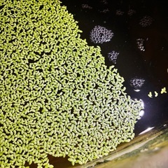 うき草　水草　お茶碗分ほど　200の画像