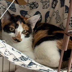 数少ない三毛ちゃん😺健康体で避妊手術済みです💕