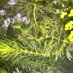 水草　マツモ　アナカリス　　の画像