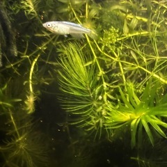 水草　マツモ　アナカリス　　の画像