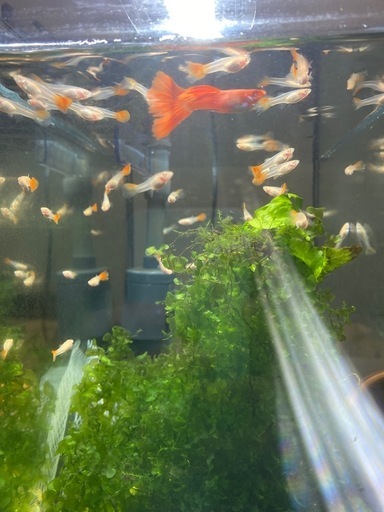 水槽セットすぐ、そのまま使える。レッドグッピー(20匹ぐらい)。